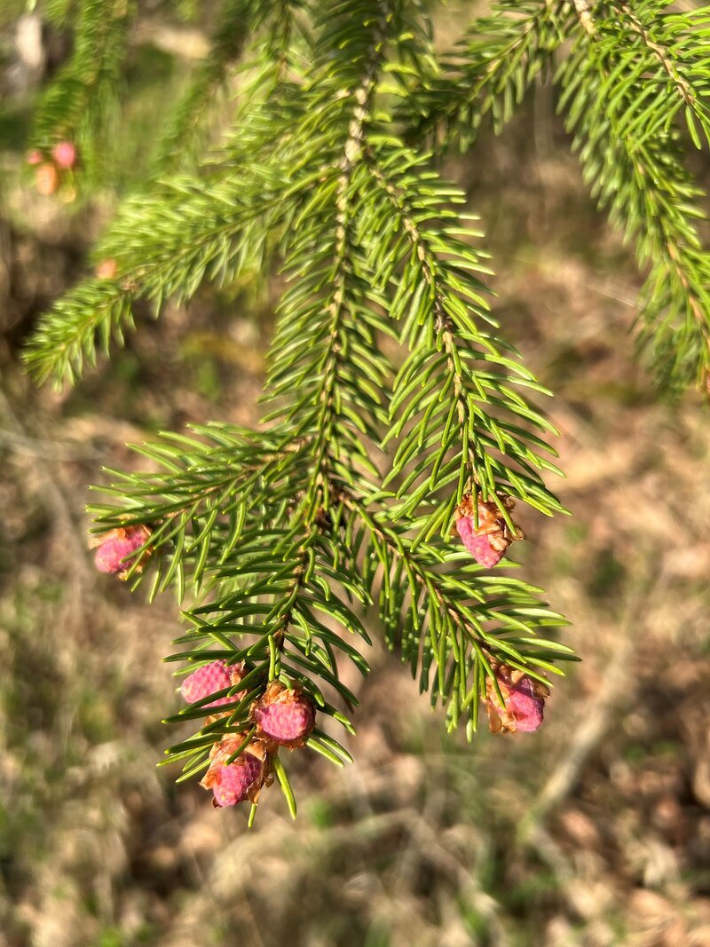 Austreibende Fichten Anfang April
